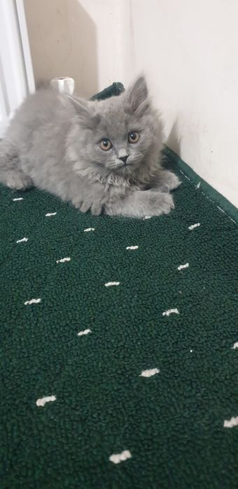 Mushuk sotiladi biritaniski skot folsh 2oylik jinsi qizbola