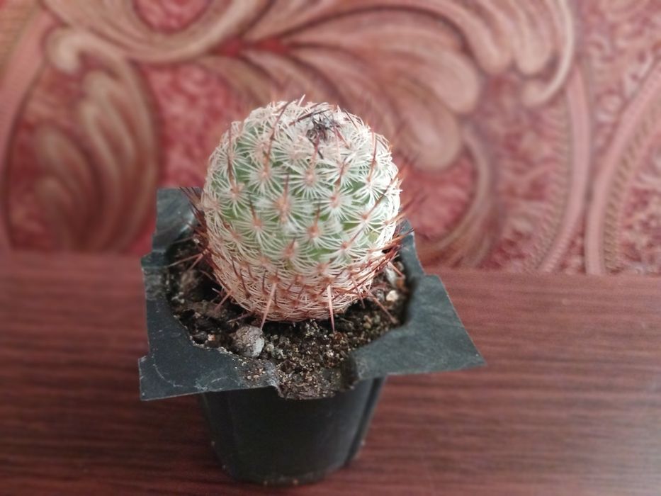 Продам кактус ,неприхотлив в уходе