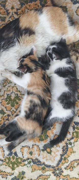 Котята бесплатно в добрые руки