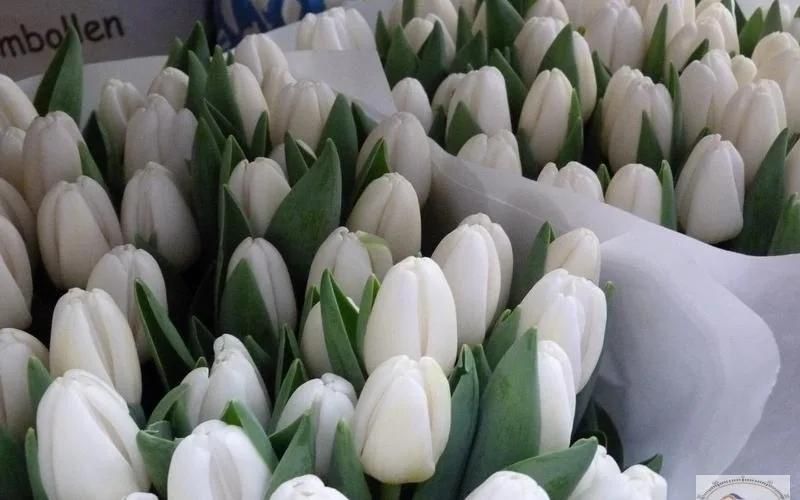 Тюльпаны 470тг/штука