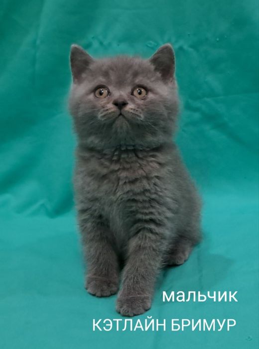 Британские котята из питомника!