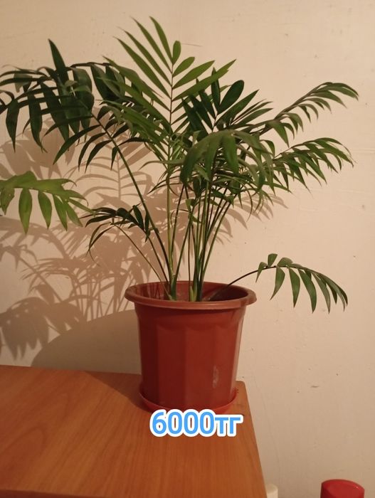 Цветы комнатные разные