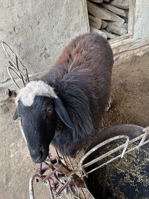 Qo’chqor sotiladi soglom