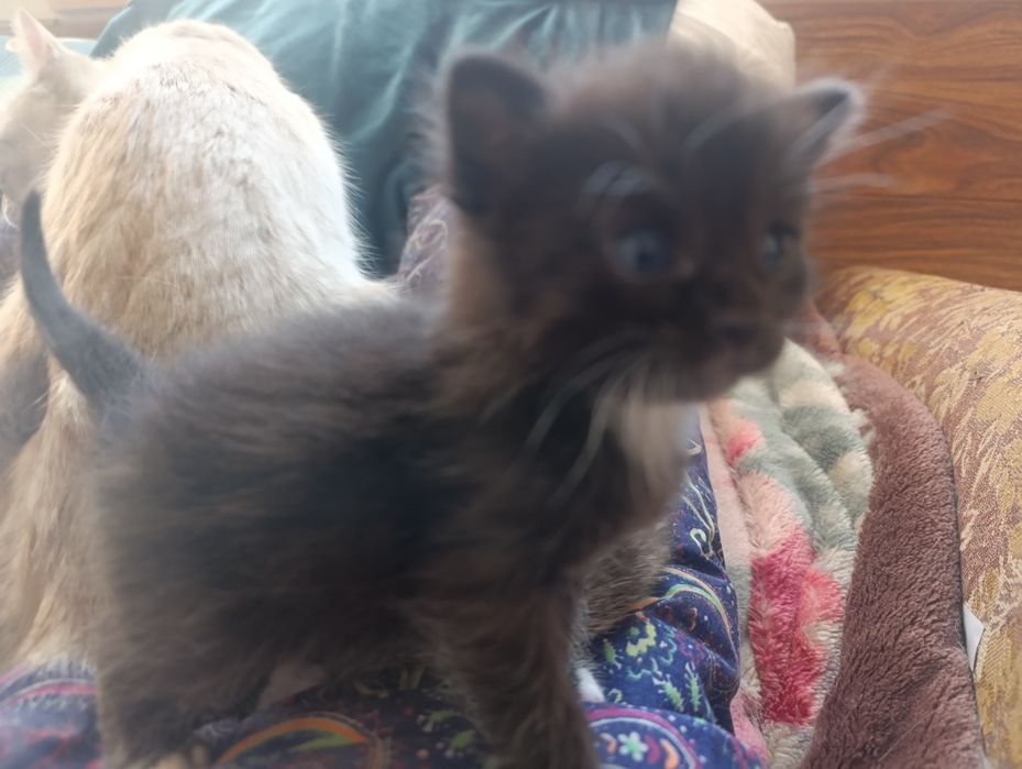 Отдам котят даром