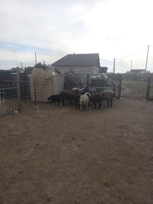 Продам баранов жирных