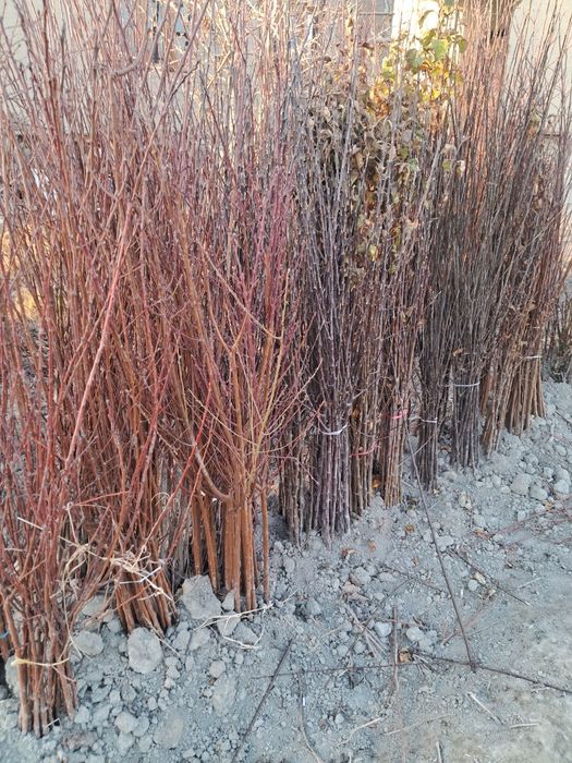 Har xil turdagi ko‘chatlar sotiladi