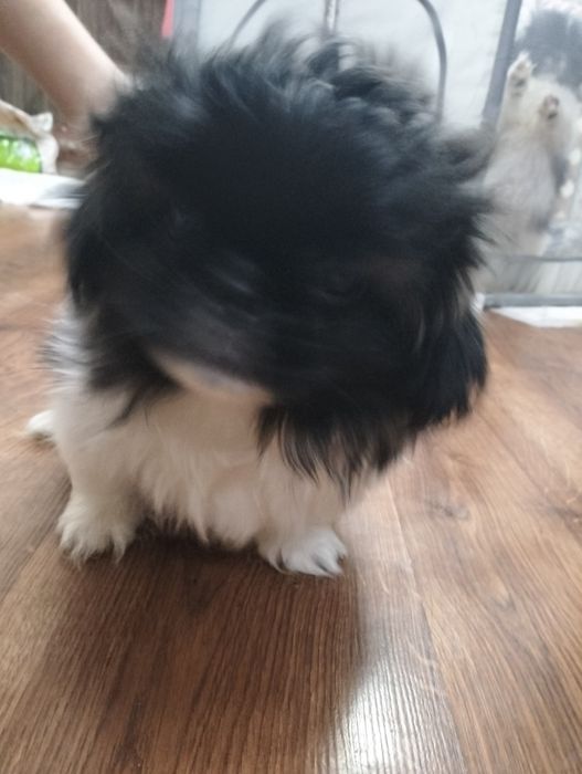 Продам щенков породы Пекинеса