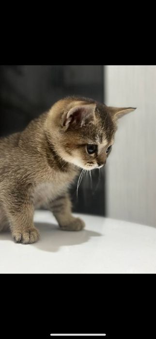 Срочно продаются котята