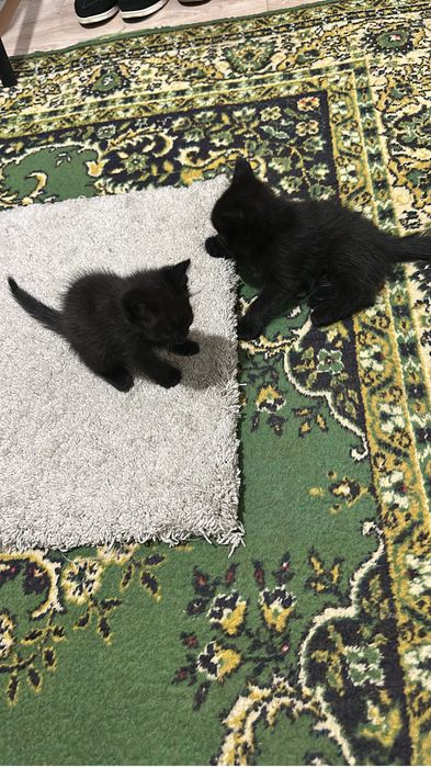 Есть котяти 2 месяц отдам даром