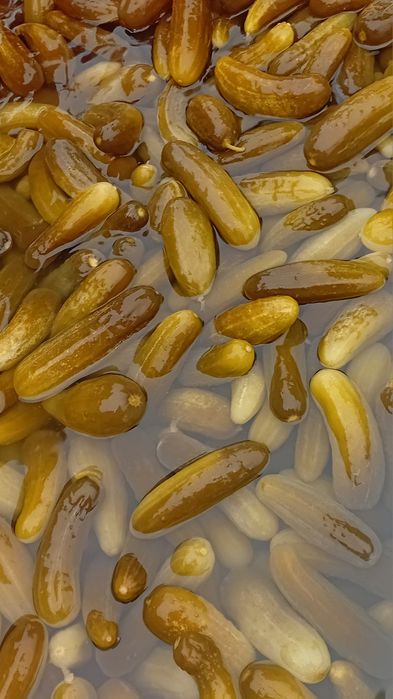 Tuzlangan bodiringlar