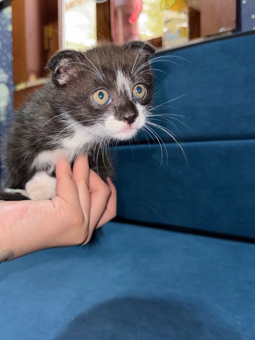Вислоухие котята