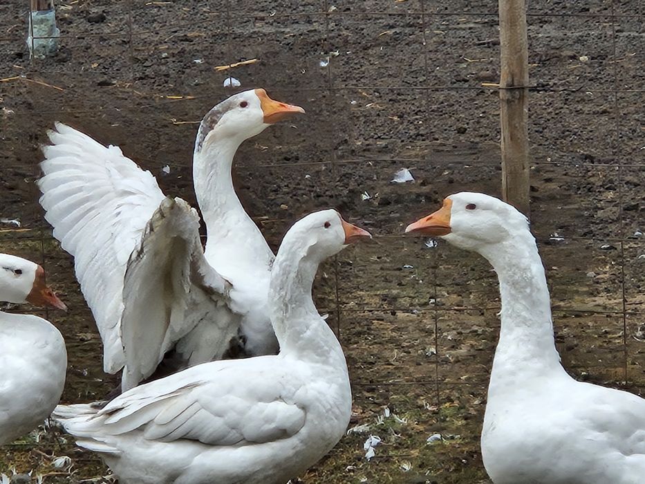 Продоются Гуси  линза