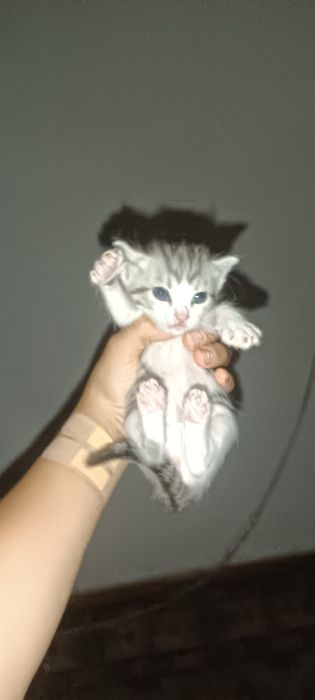 Отдам котят в добрые руки!