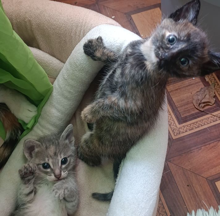 Отдам котят один мальчик 2девочки