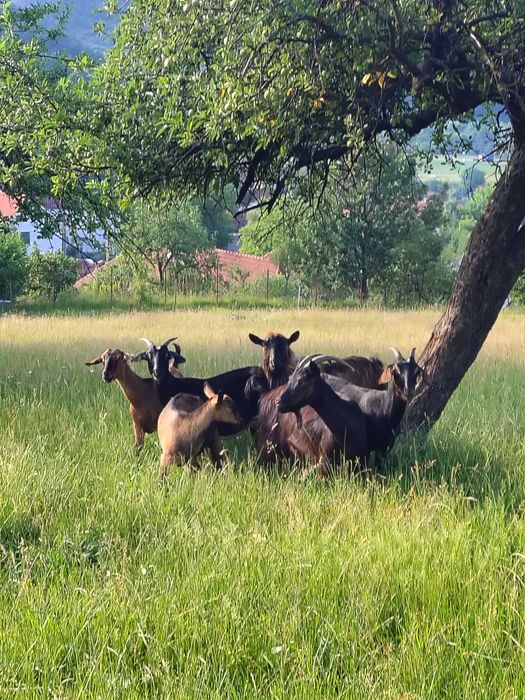 Vând capre in Localitatea Șuncuiuș , 5 bucăți rasa Carpatin