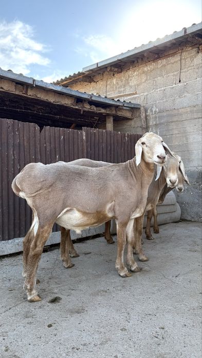 Элиталы Арашан кошкарлары