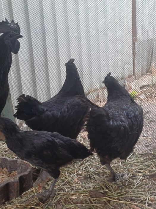 Аям цемани . Куры куры