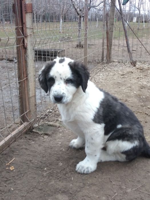 Femelă de Asia Centrala