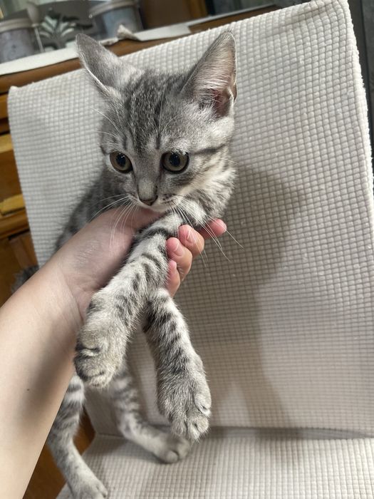 Продам котенка мальчик