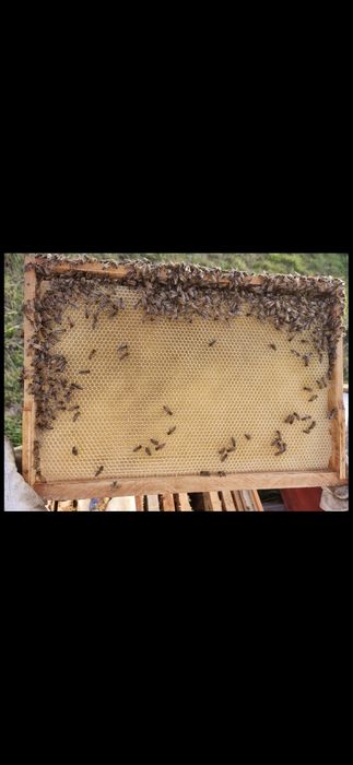 Vând faguri din ceara naturală de albine