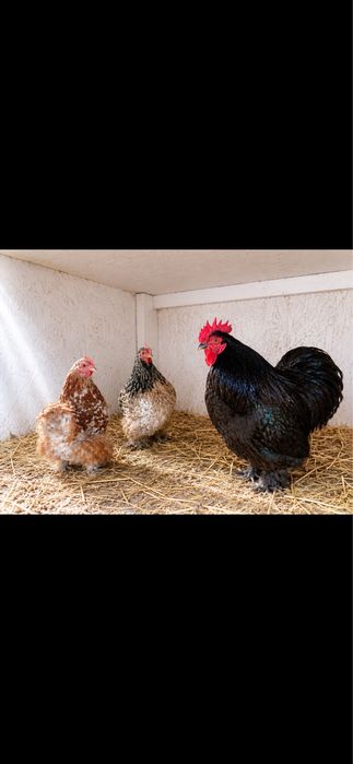 Ouă: Sebright-Mii de Flori-Strumsky-Bantham-Cochinchina-Wiandotte