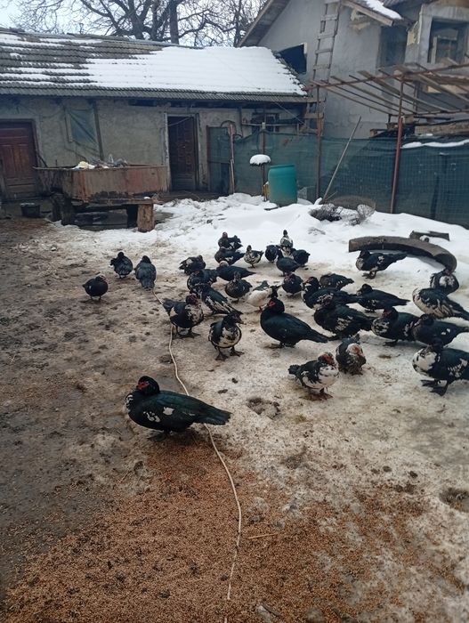 Vând rate leșești