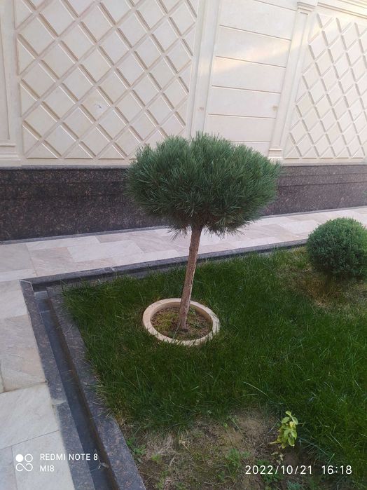 Продою Сосна штамповый
Штамповый сосна арча сотилади