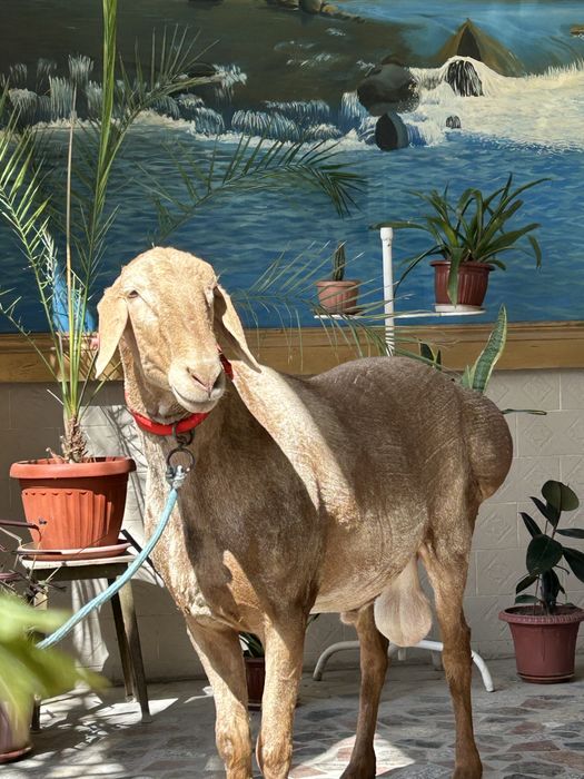 Арашан қошқар, Фокустың баласы