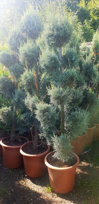 Vindem pon pon din leylandy calitate extra diferite dimensiuni