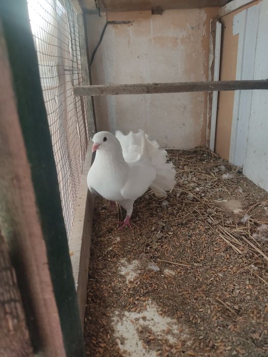 Продам два голубя павлина