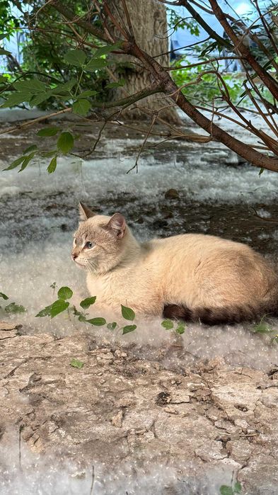 Чудесный котик Геракл