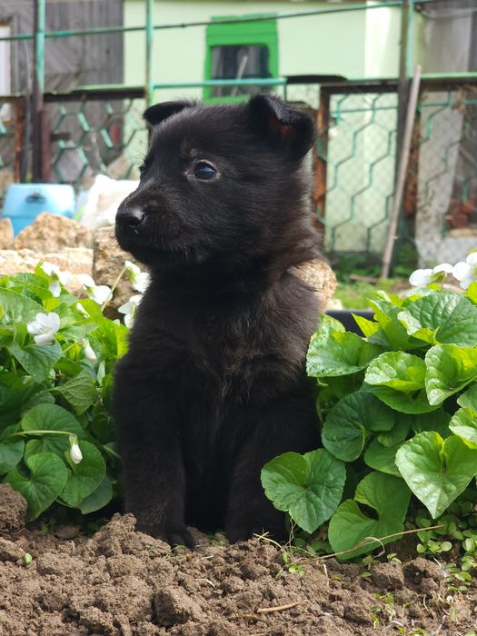 Щенки овчарки на продажу.
