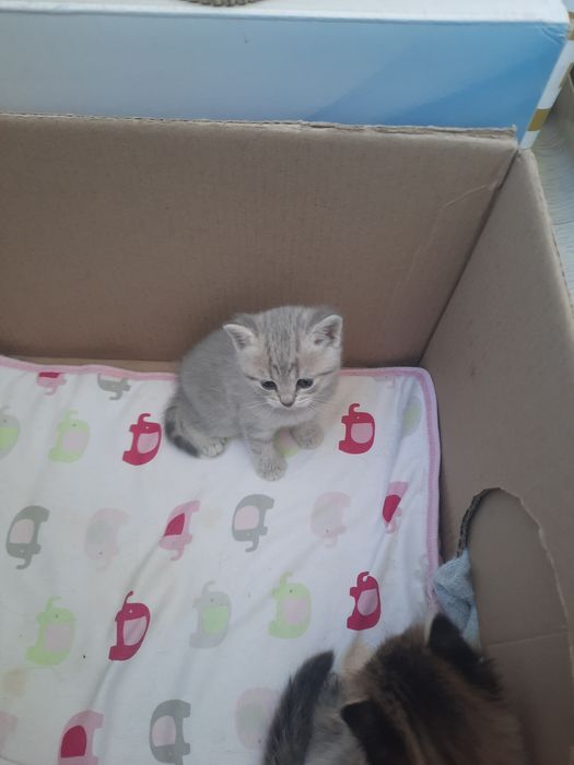 Котята породистые