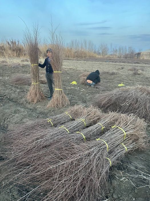 Тут,гужум,каталпа,ва мевали кучатлар сотилади