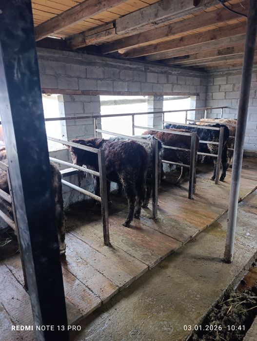 Продам бычки подсосы