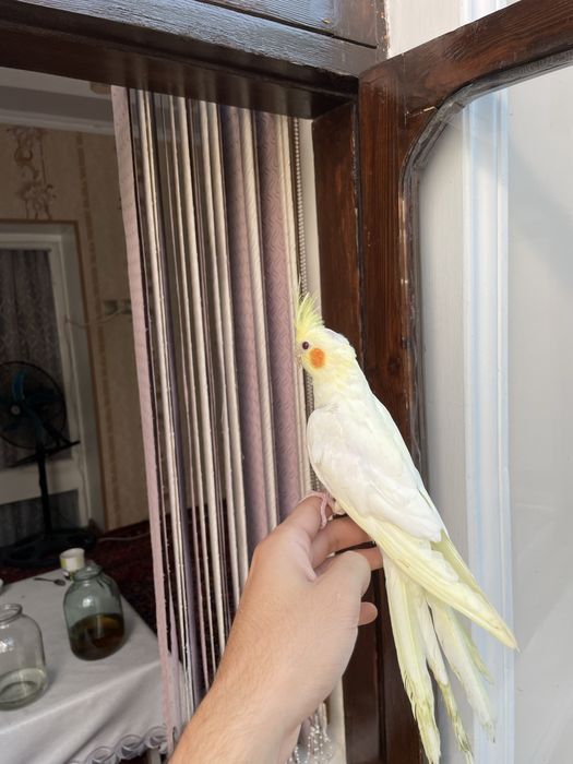 ручной кушла сотилади 6 та бор