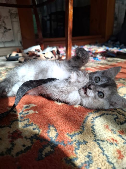 Отдам котёнка 2 месяца