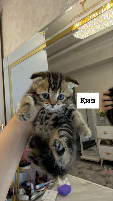 яхши бокадиганла олсин, узимни жиянларим кийнагани учун сотвоман.