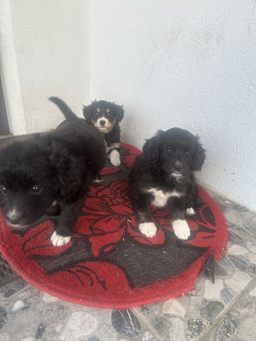 Щенки 1,5 месяца бесплатно.