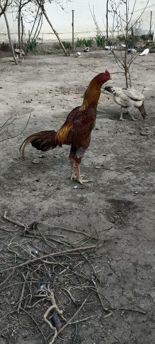 Продам бойцового.