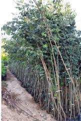 Фиданки медоносна липа и акация с наситен аромат