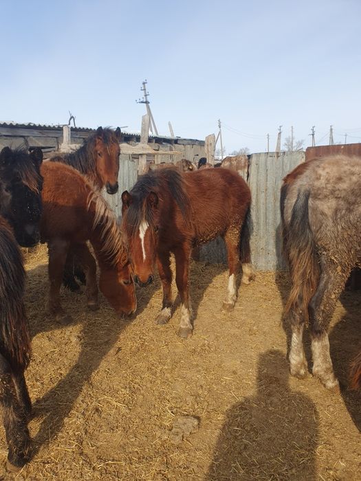 Лошади) Кунан,Байтал