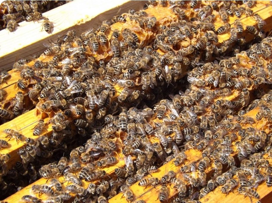 Vând mătci împerecheate Apis Melifera Carpatica