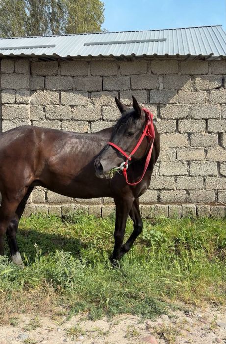 От сотилади Продаётся лошадь