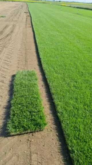 Gazon Natural Aclimatizat – Livrare în Toată Țara și Montaj