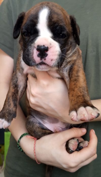 Продаются щенки немецкого боксёра