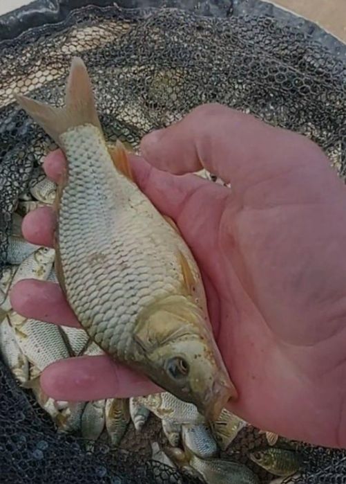 Продаю живца малек карась