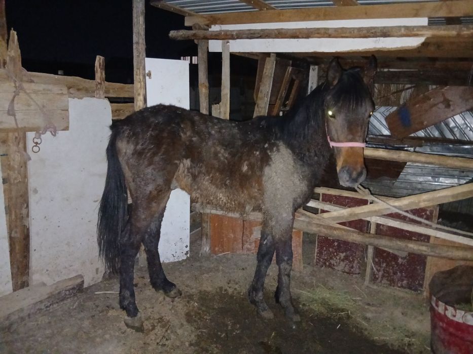 Құнан сатылады..