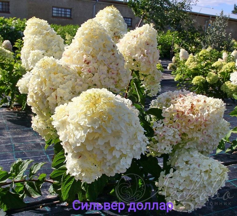 Метельчатая silver dollar. Метельчатая silver dollar. Метельчатая silver dollar. Метельчатая silver dollar. Метельчатая silver dollar.