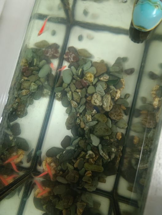 Продам аквариум на 12 л с рыбками